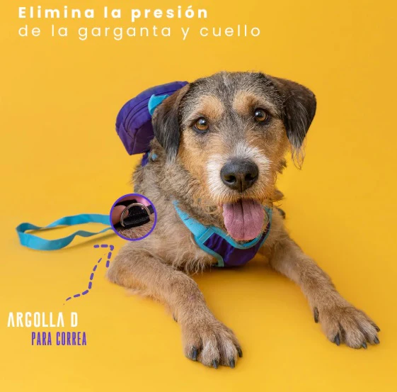 Mochila para perro Capsule Corp - Image 2