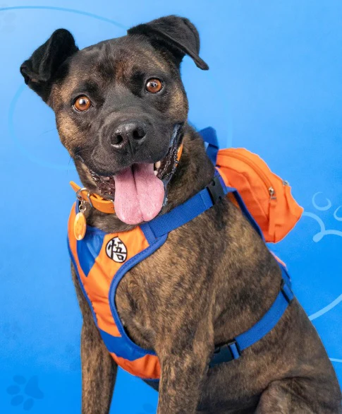 Mochila para perro Goku - Image 4